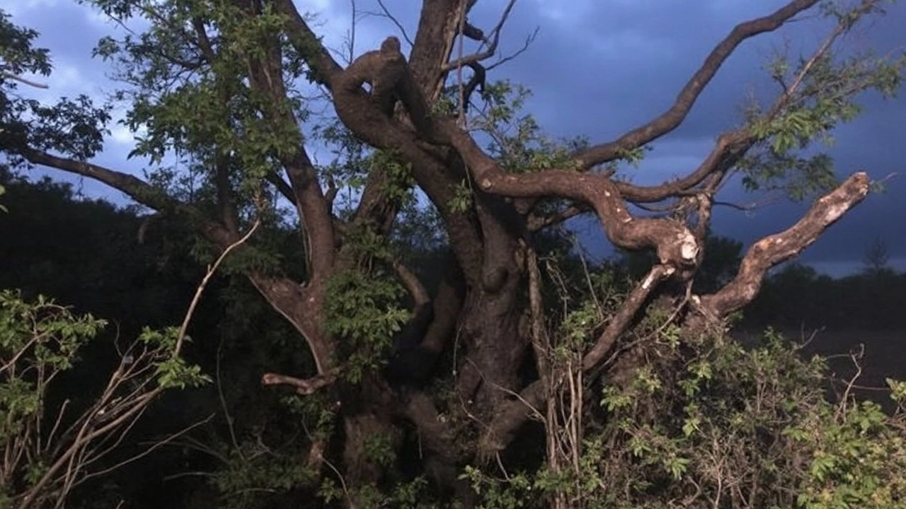 Tornadoes Hit Hays County, Texas: Early Morning Twisters Leave Minor Damage Amid Severe Weather